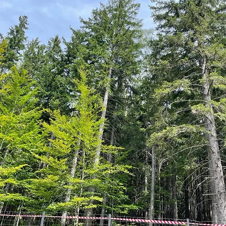 Luksusowy Joker 2 * 斯克拉斯卡波伦巴